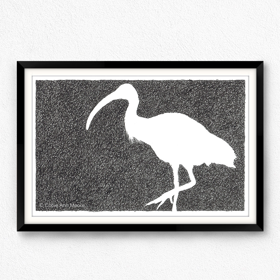 Absence of an Ibis