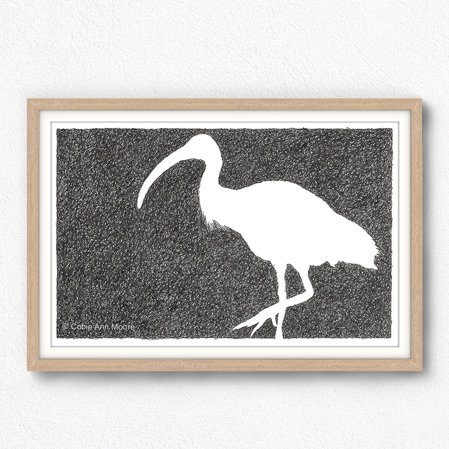 Absence of an Ibis