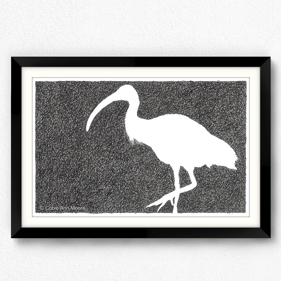 Absence of an Ibis