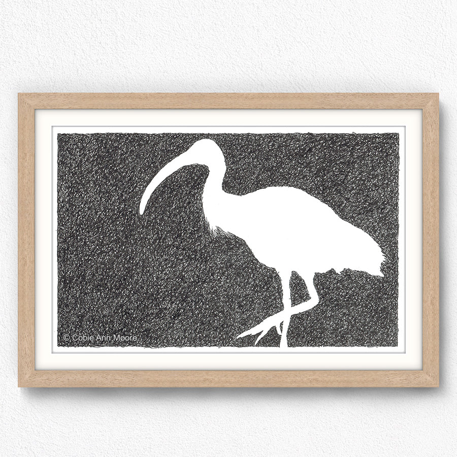 Absence of an Ibis