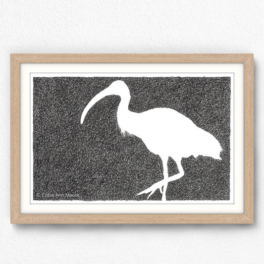 Absence of an Ibis