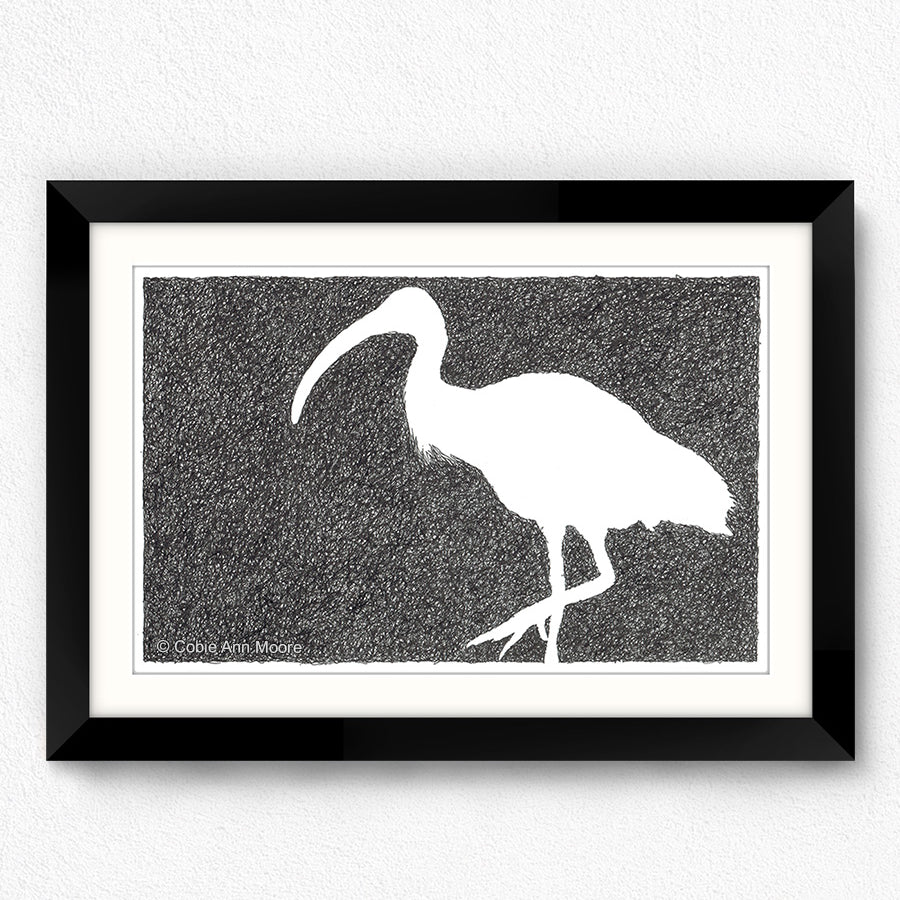 Absence of an Ibis
