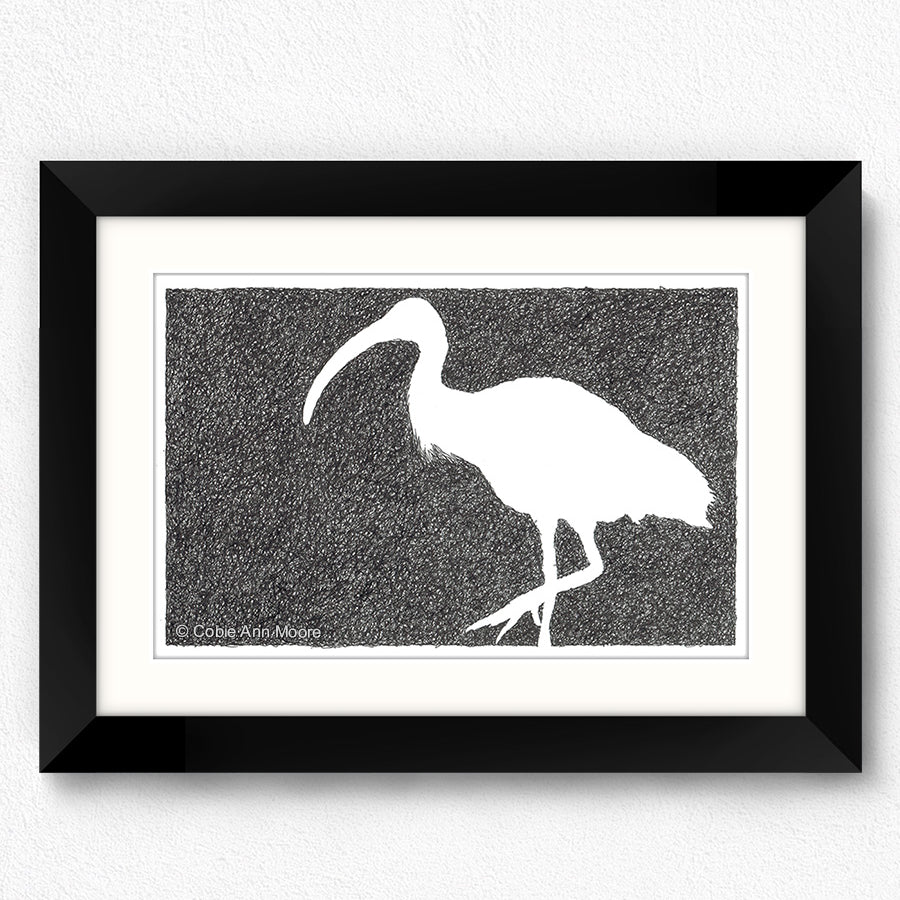 Absence of an Ibis