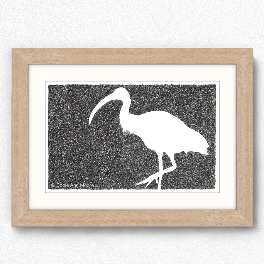 Absence of an Ibis