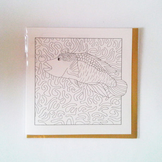 Māori Wrasse (Colour-In)