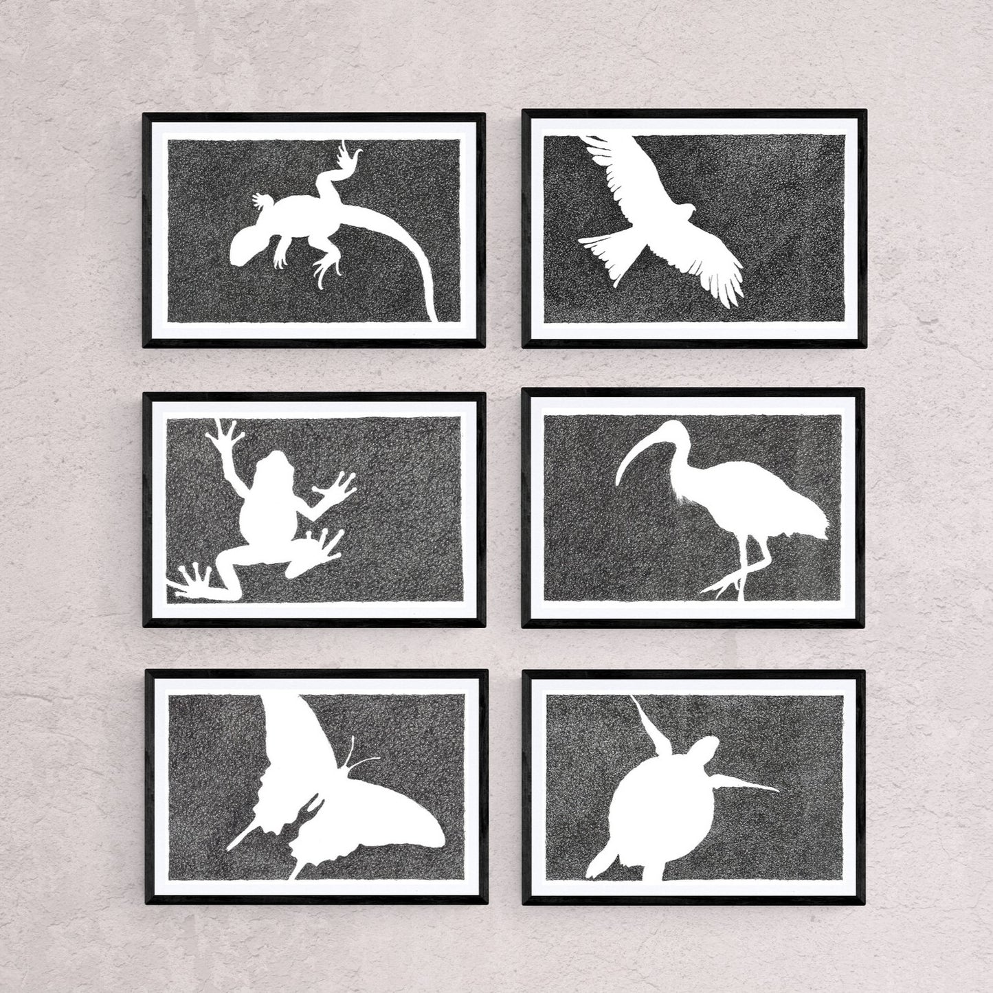 Absence of an Ibis