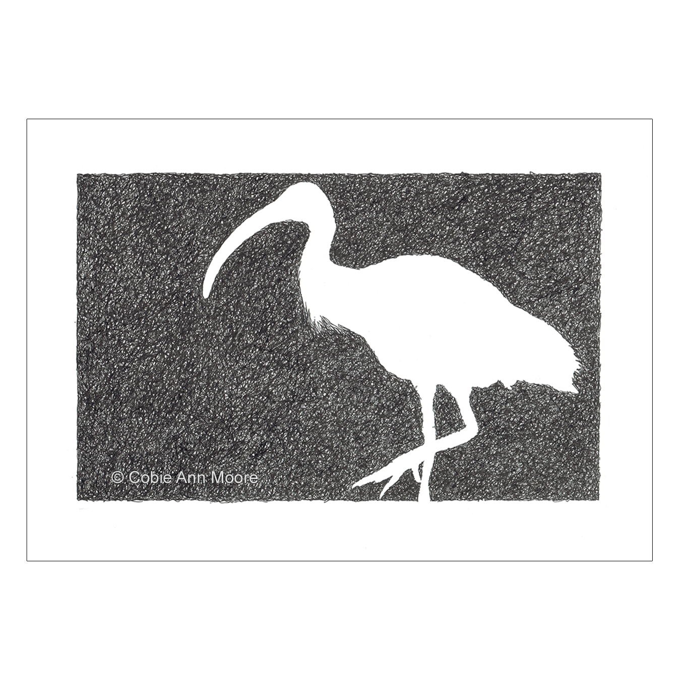 Absence of an Ibis