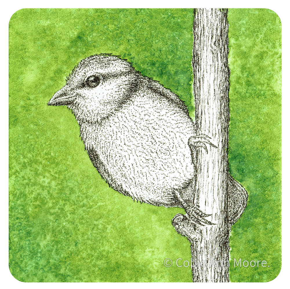 Blue Tit (Mini Print)