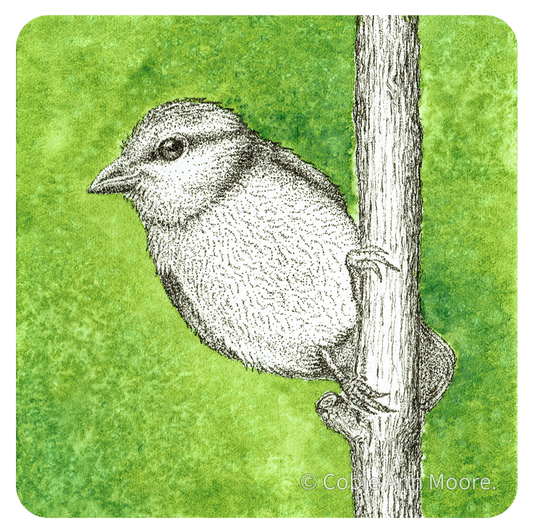 Blue Tit (Mini Print)