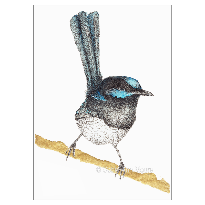 Superb Fairywren (Limited Edition)