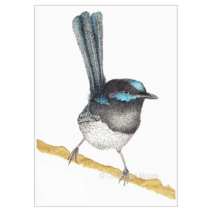 Superb Fairywren (Limited Edition)