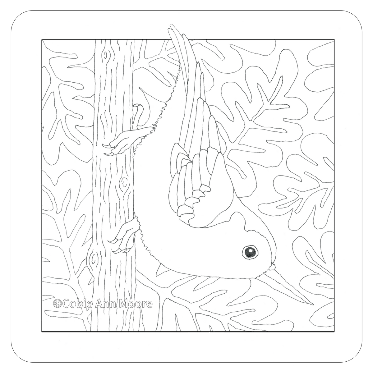 Nuthatch (Colour-In)