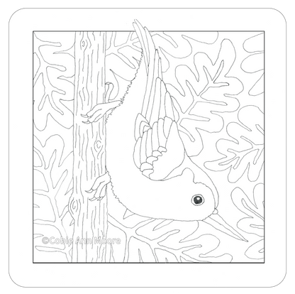 Nuthatch (Colour-In)