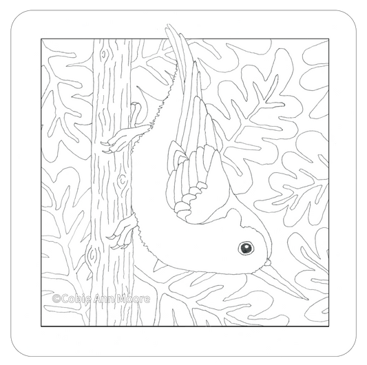Nuthatch (Colour-In)