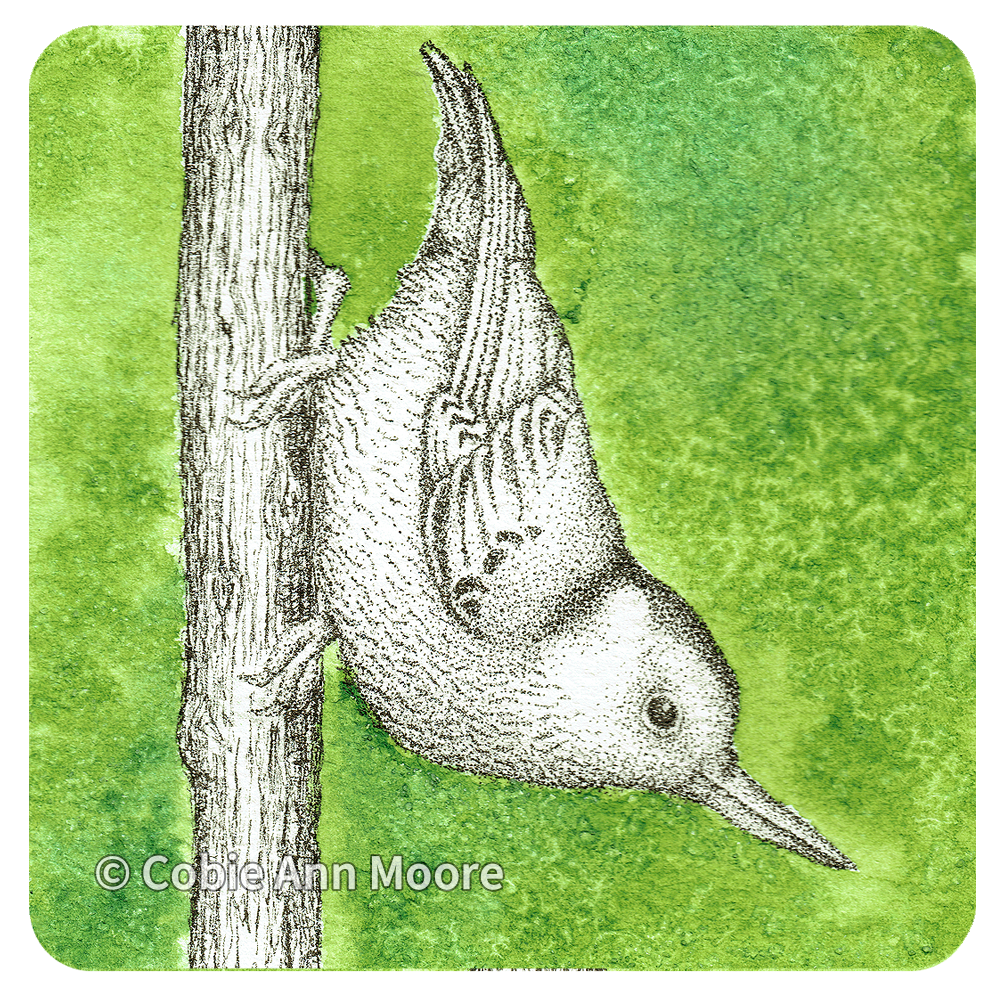 Nuthatch (Mini Print)