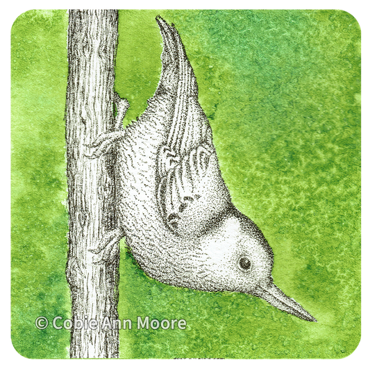 Nuthatch (Mini Print)