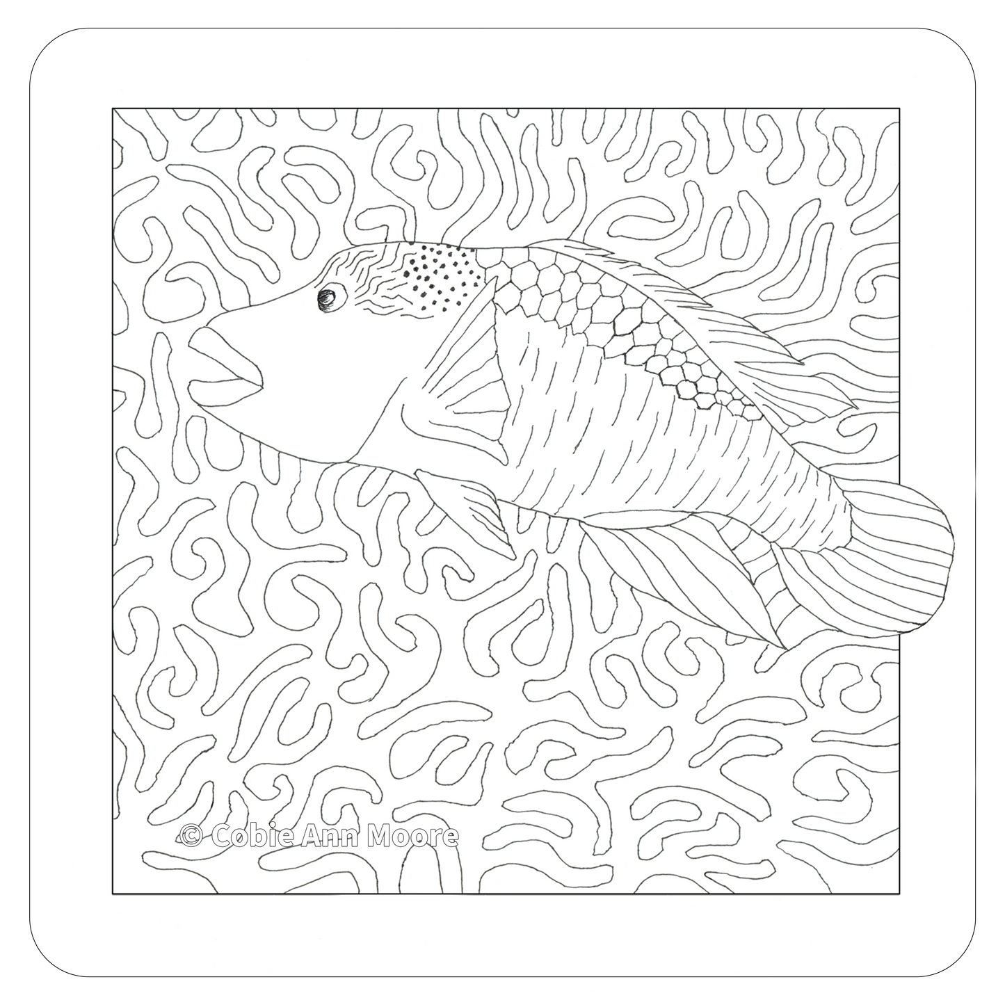 Māori Wrasse (Colour-In)