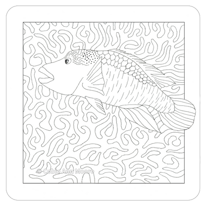 Māori Wrasse (Colour-In)