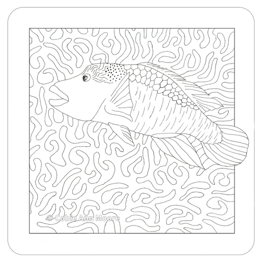 Māori Wrasse (Colour-In)