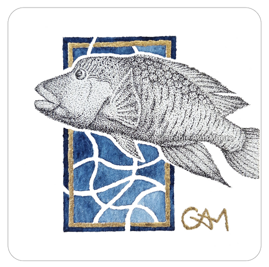 Māori Wrasse (Mini Print)