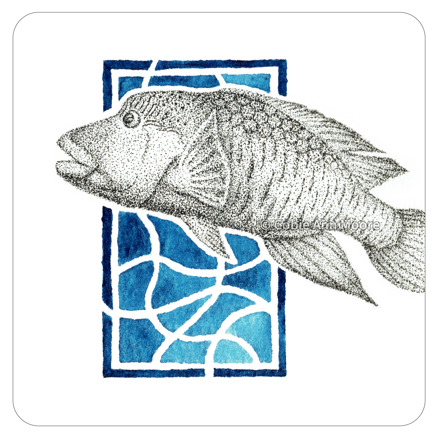 Māori Wrasse (Mini Print)
