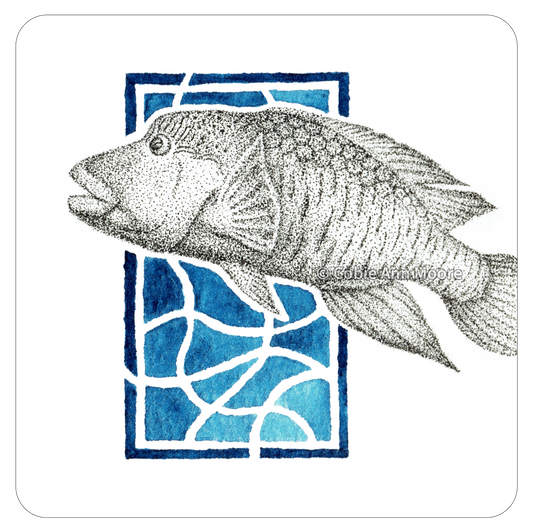 Māori Wrasse (Mini Print)